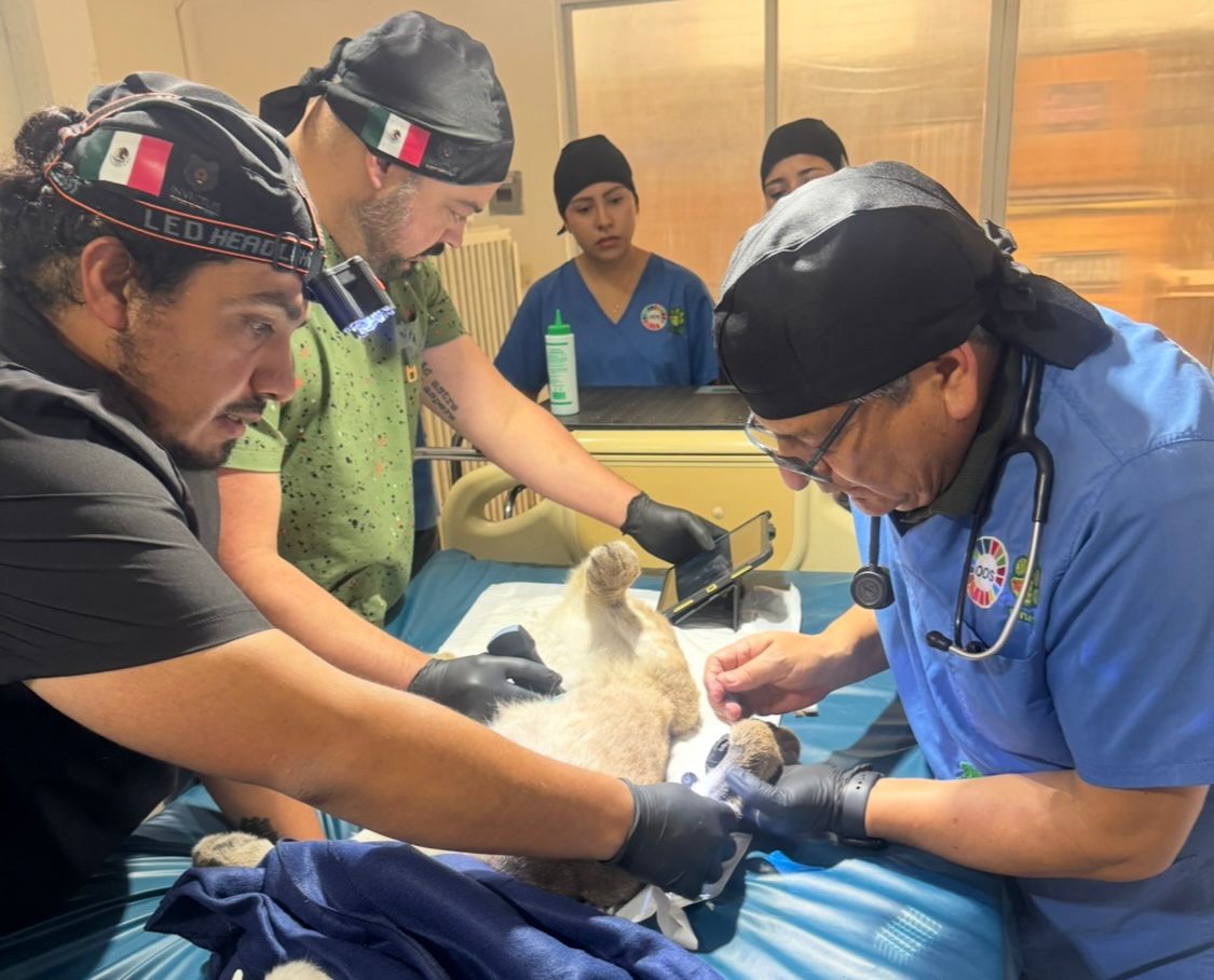 Doctores